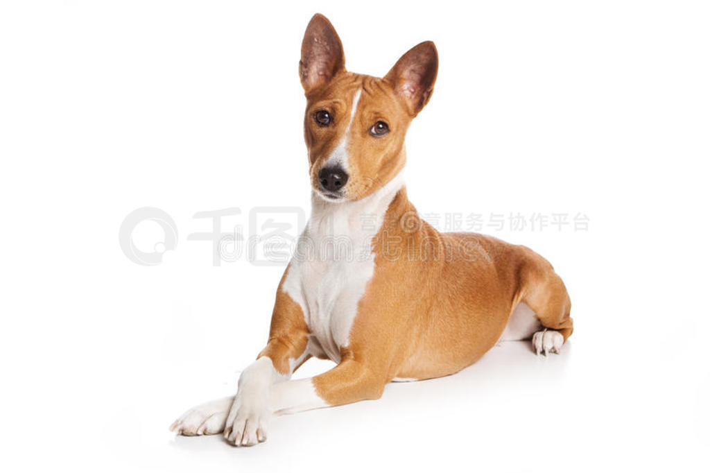 basenji