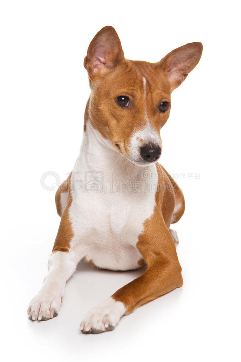 basenji