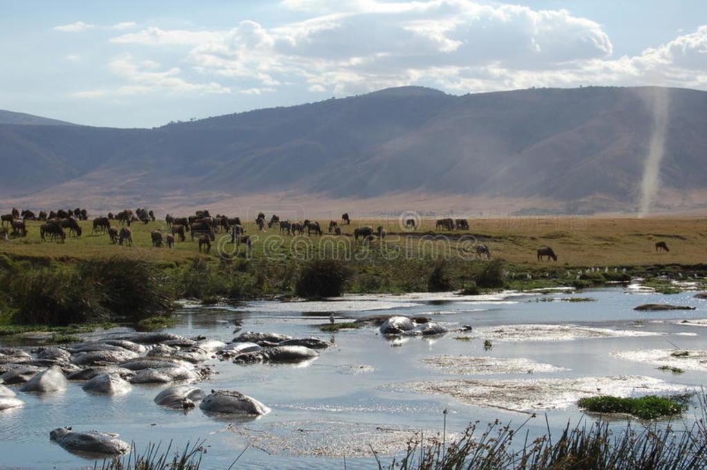 ˮngorongoro