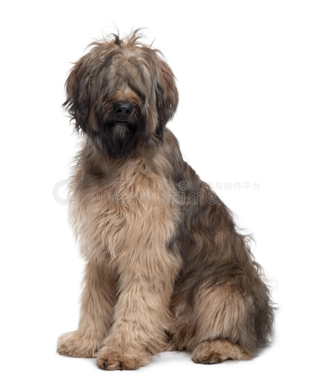 briard dogͼ