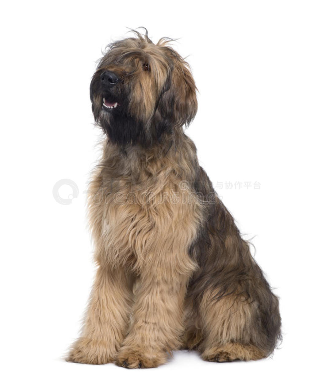 briard dogͼ9´