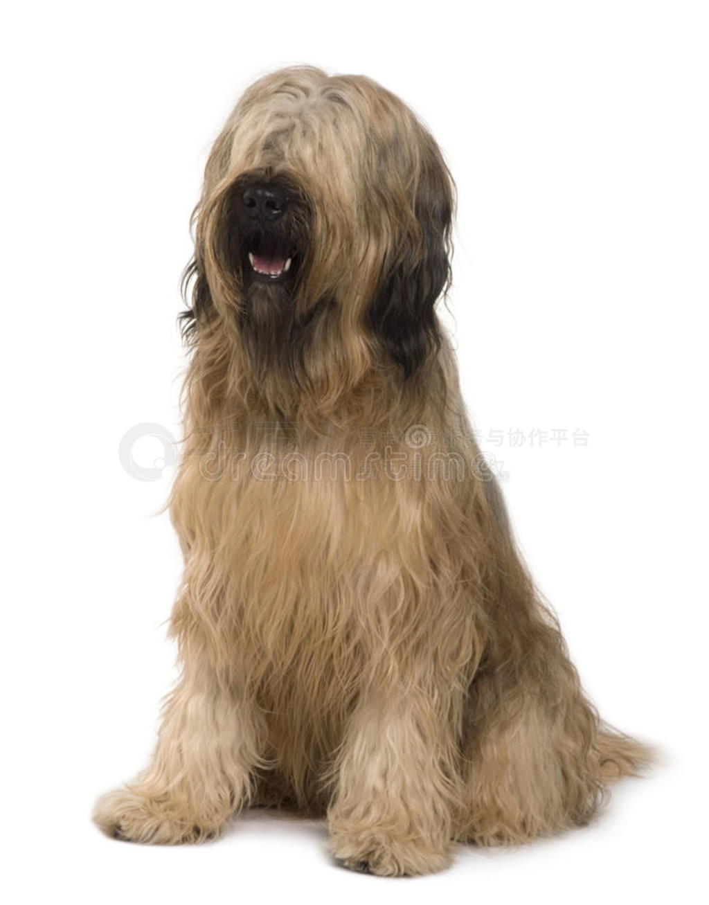 briard dogǰͼ