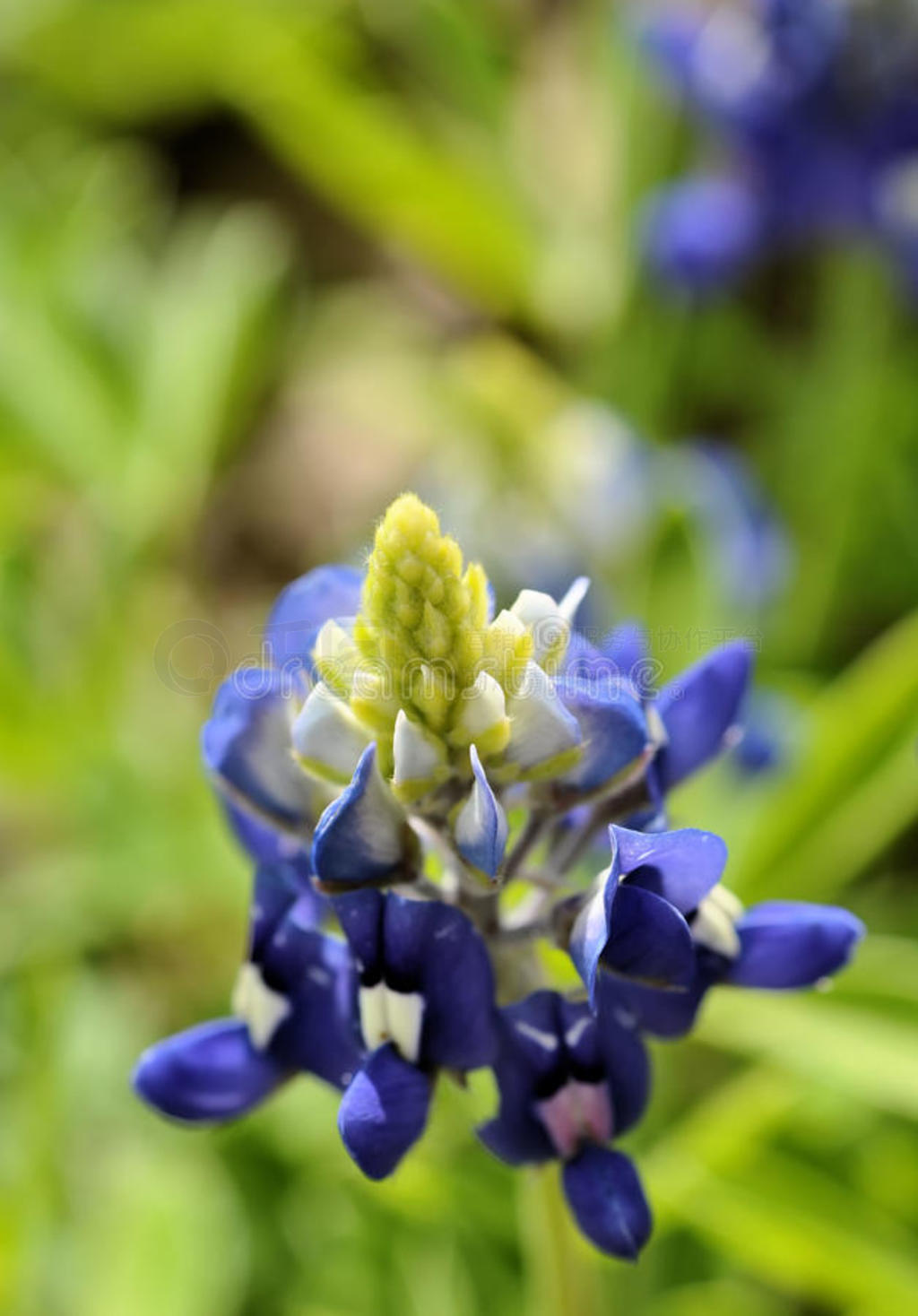 bluebonnet