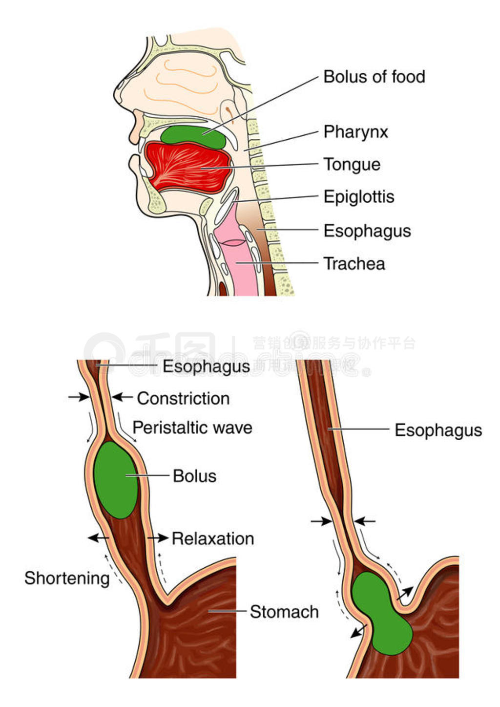 䶯