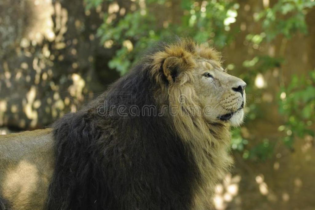 ʨpanthera leo persica