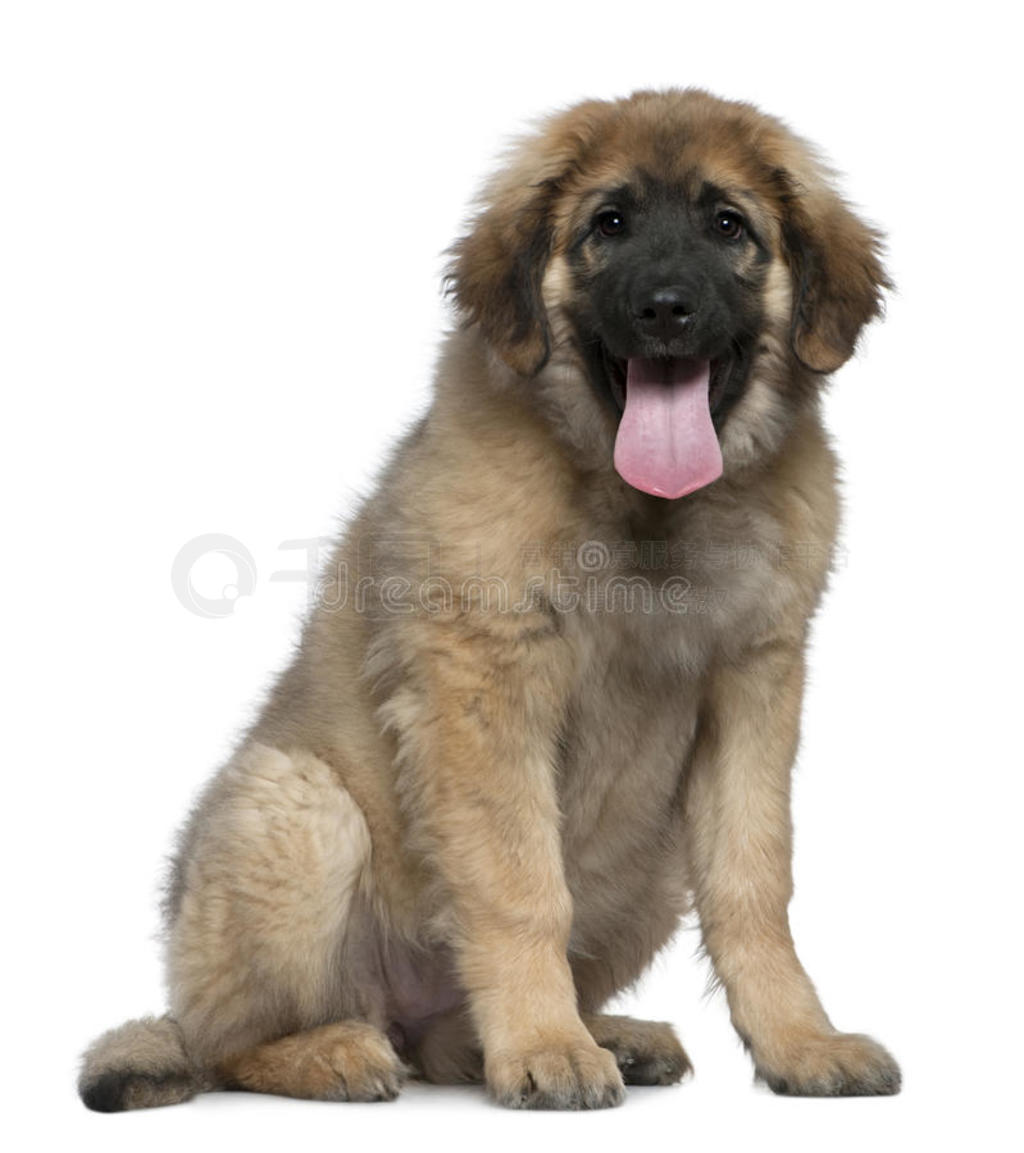 leonberger4´