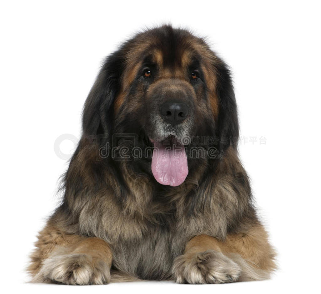 leonberger5