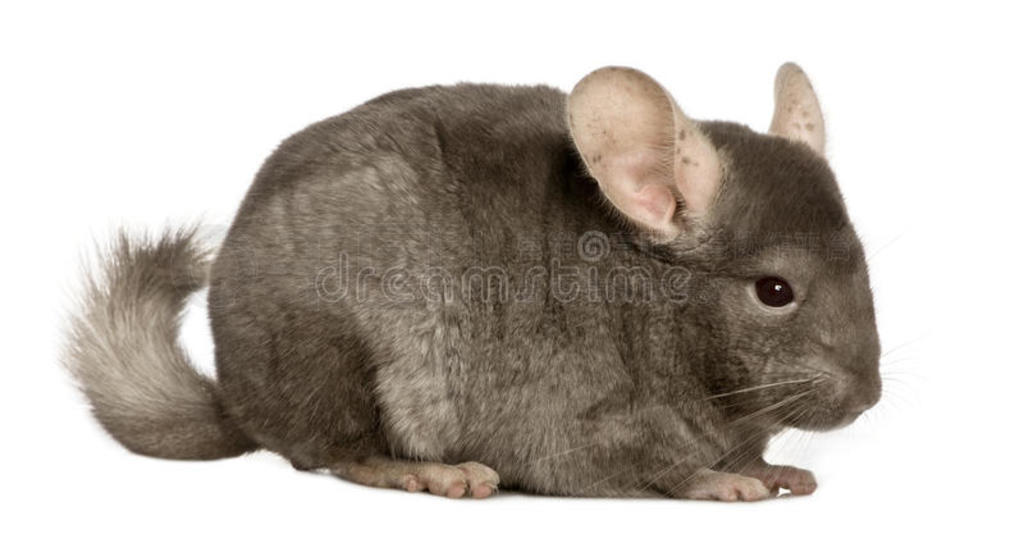 chinchilla1꣬