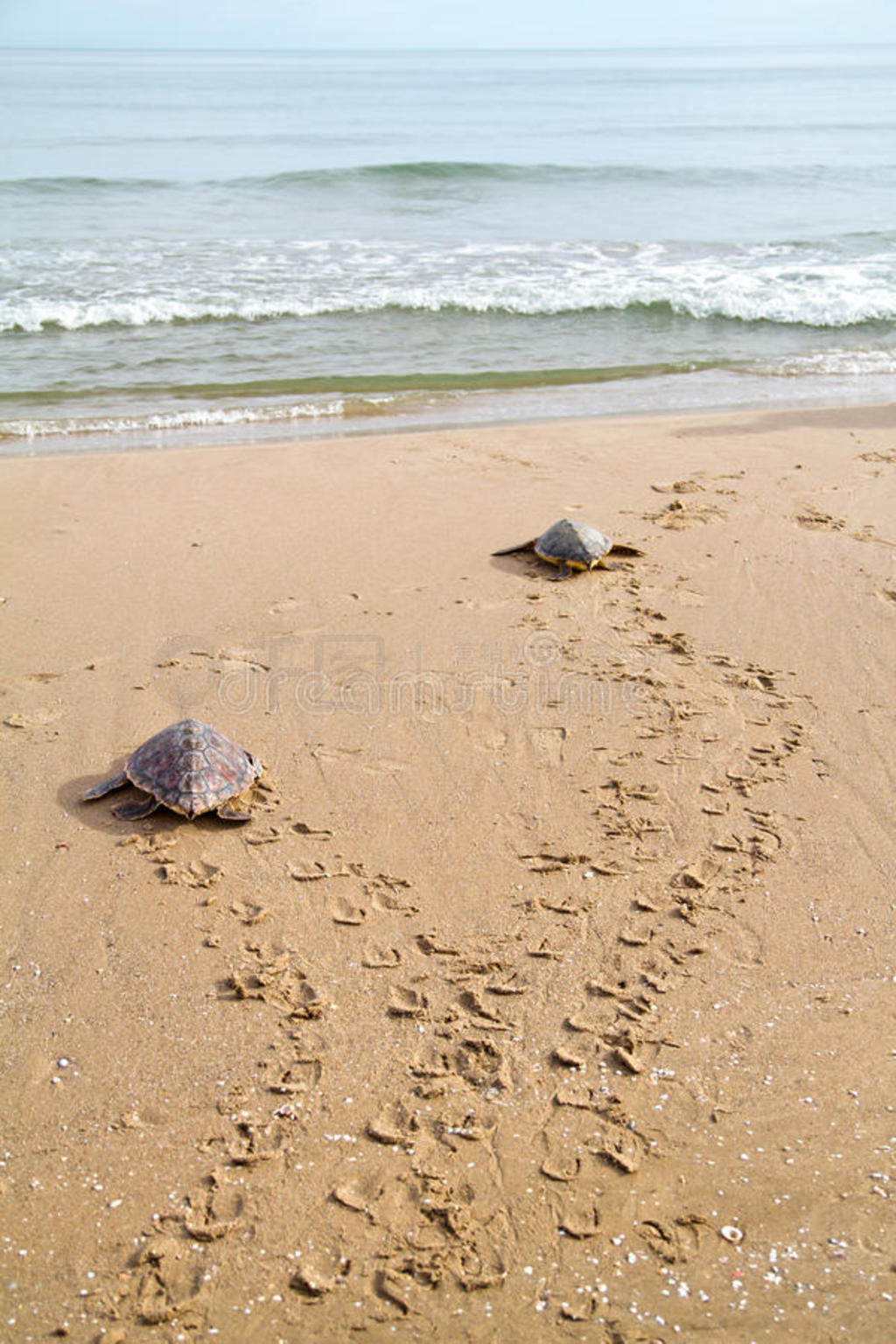 캣꣨caretta caretta