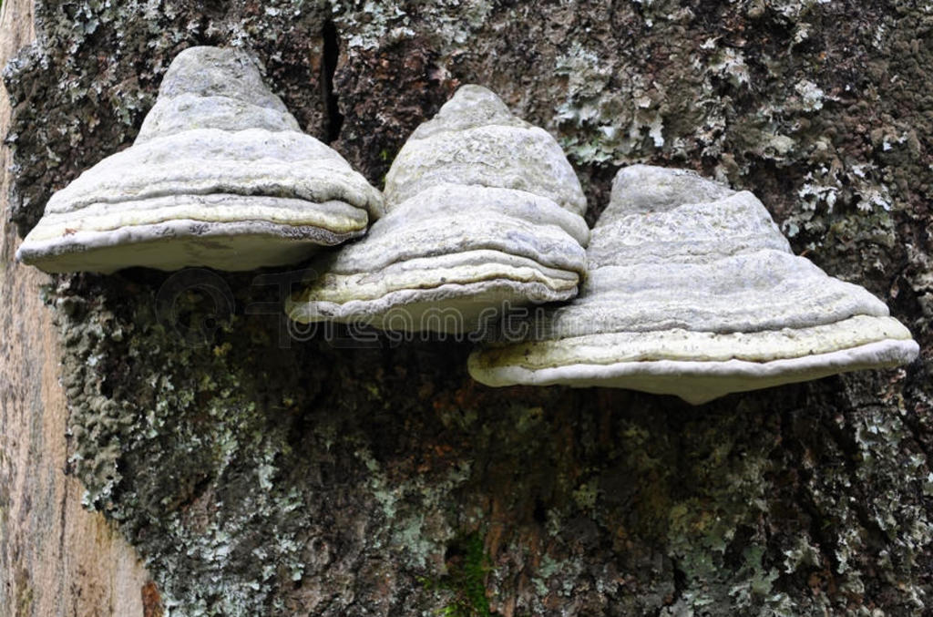 fomes fomentarius˾