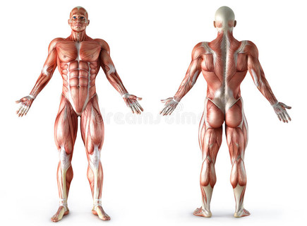 解剖学，肌肉