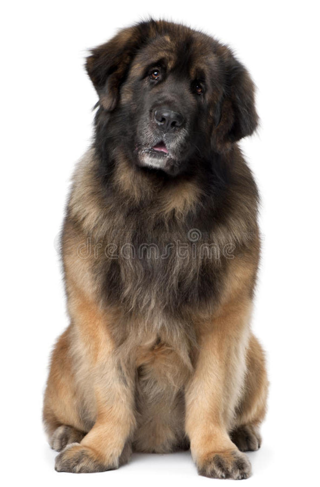 leonberger5꣬