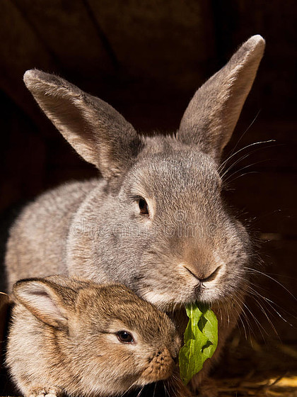 小兔子和妈妈