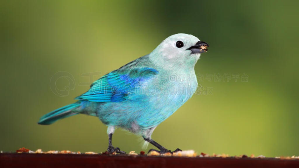 ɫtanager 01