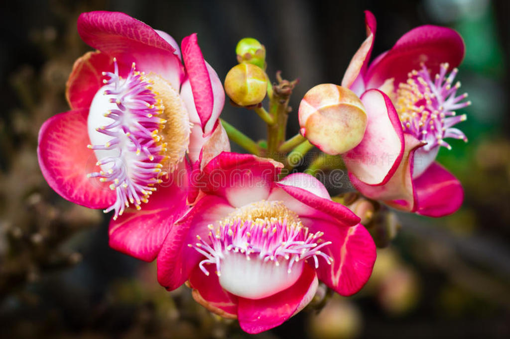 ڵcouroupita guianensis