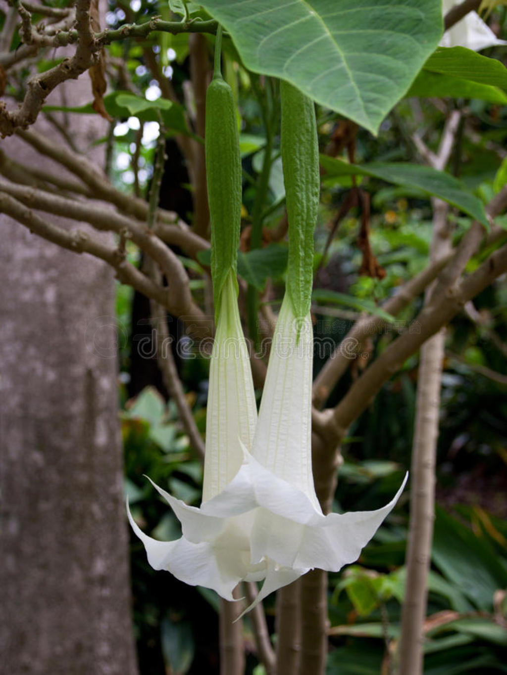 ľbrugmansia-datura cornigera