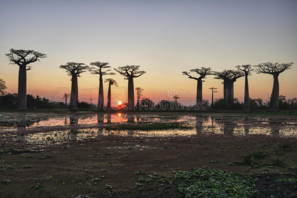 menabe baobab