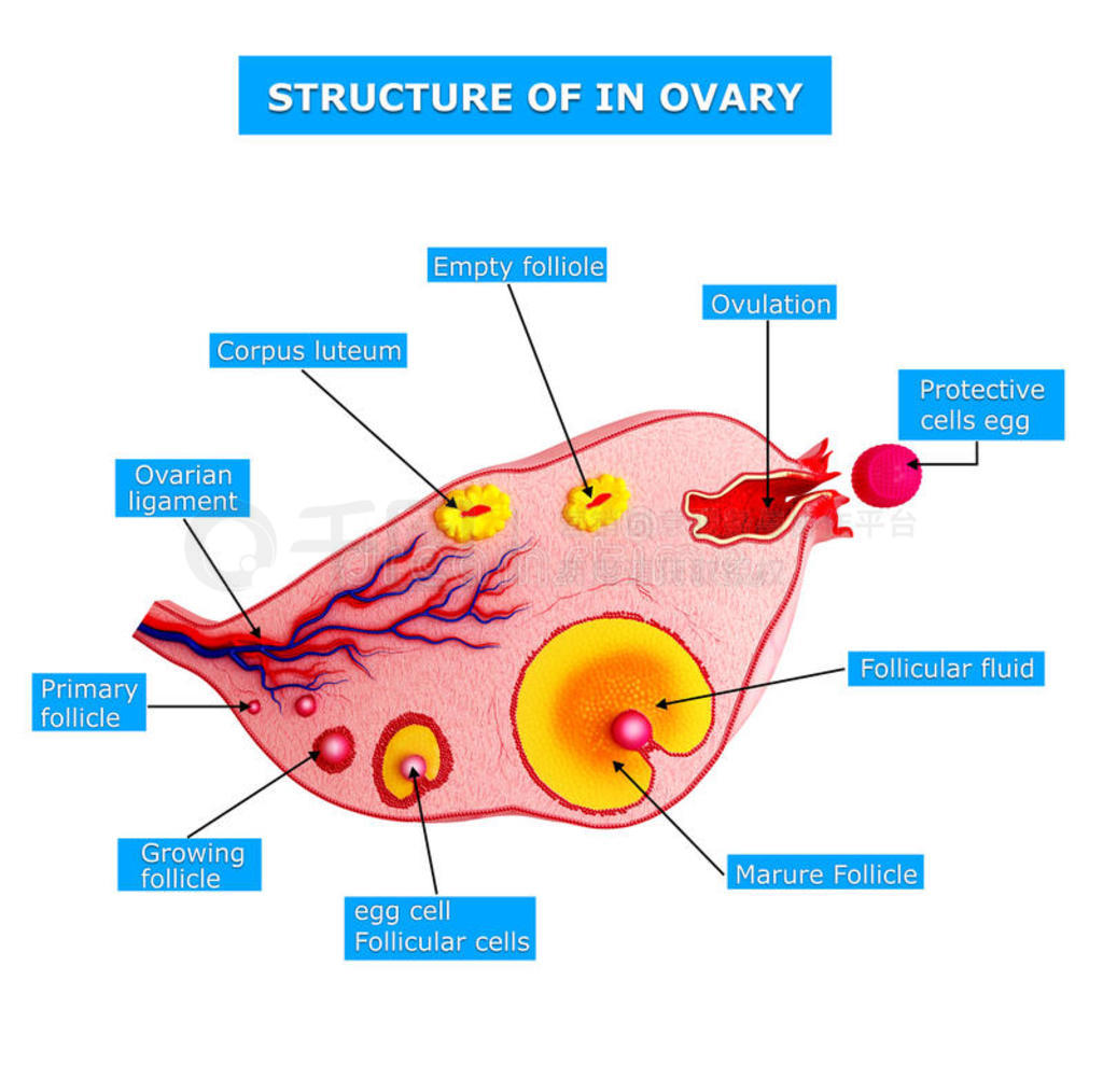 一、卵巢的微细结构-基础医学-医学