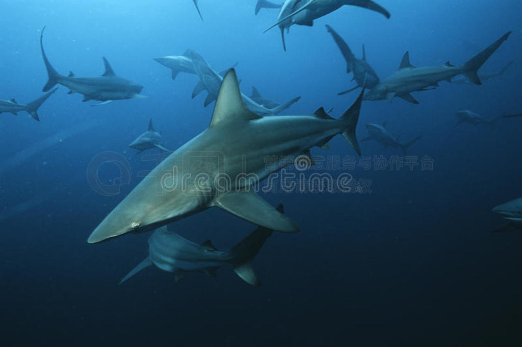 ӡ-ϷǺ裨carcharhinus limbatusںӾ