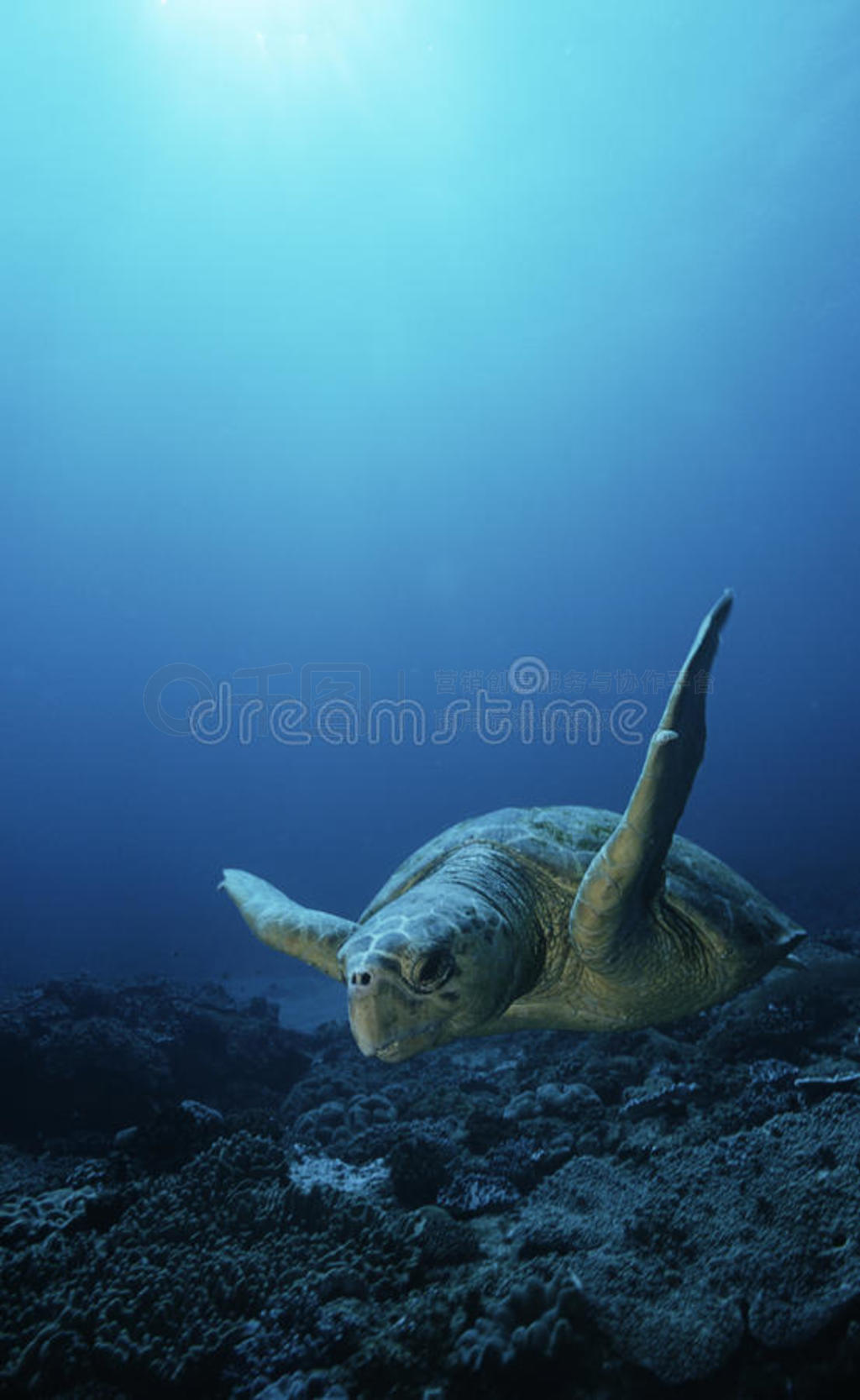 캣꣨caretta carettaƯ