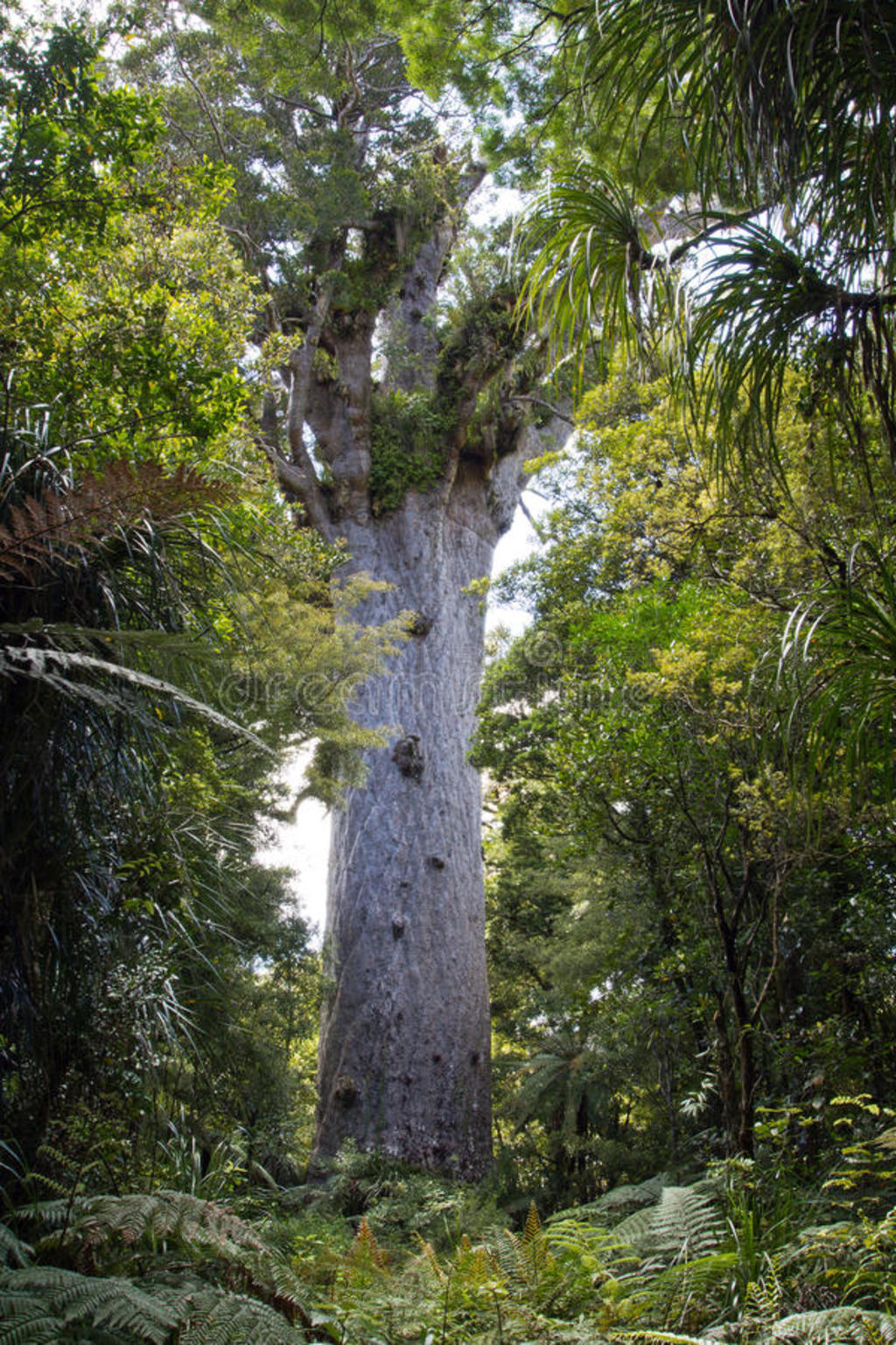 kauri tree tane mahuta