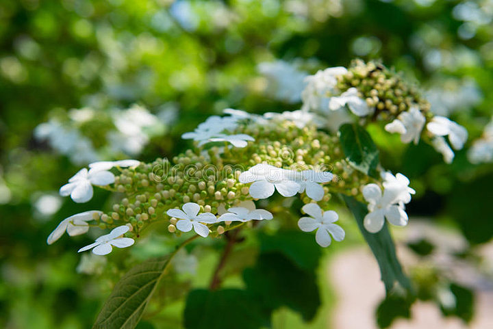 箭竹花