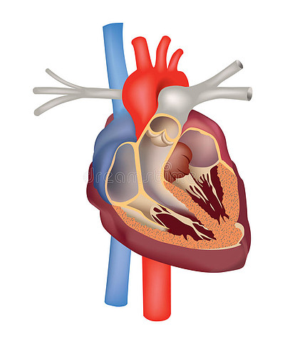 心脏结构解剖学心脏横切面