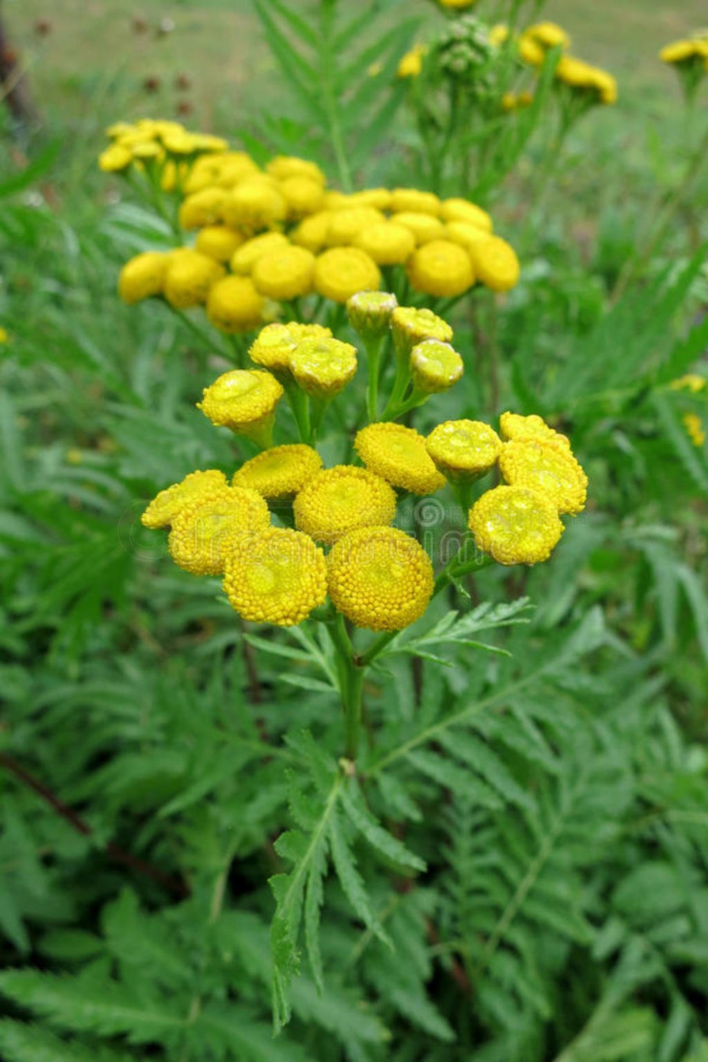 ̹ͨtanacetum vulgare