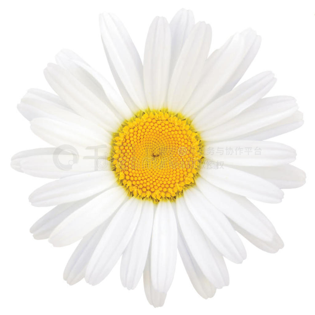 daisy oxeyeд