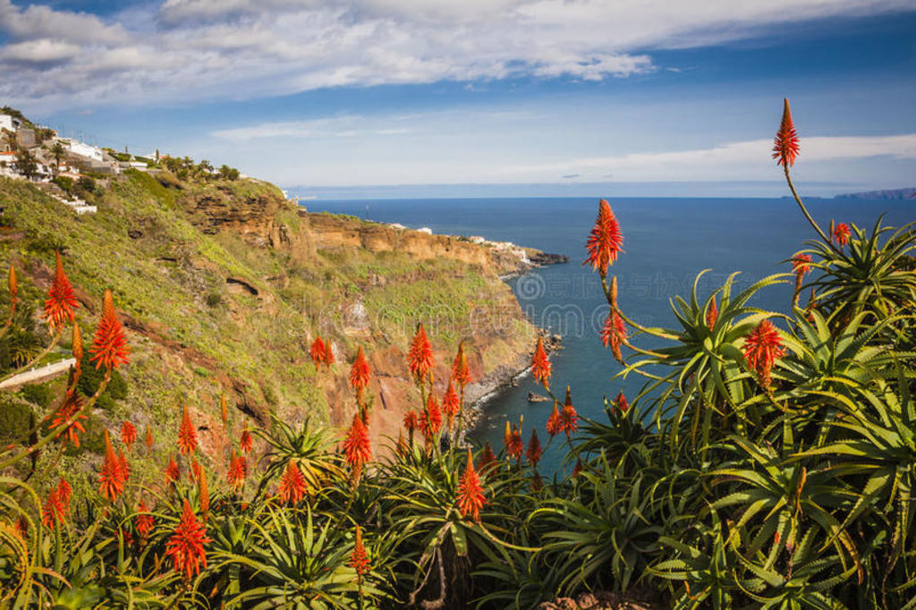 funchal򸽽ľɫ