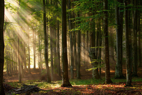 秋天的森林树。天然绿色木材阳光背景。