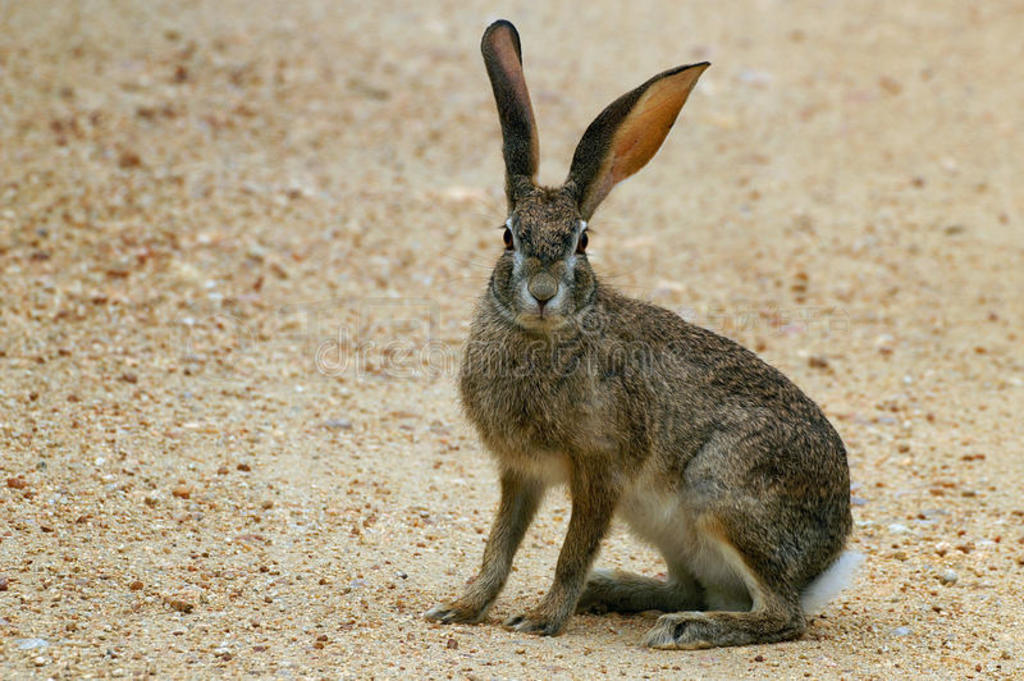 /˹lepus capensis