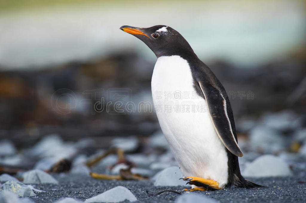 gentoo pinguinpygoscelisͲǣʯ̲