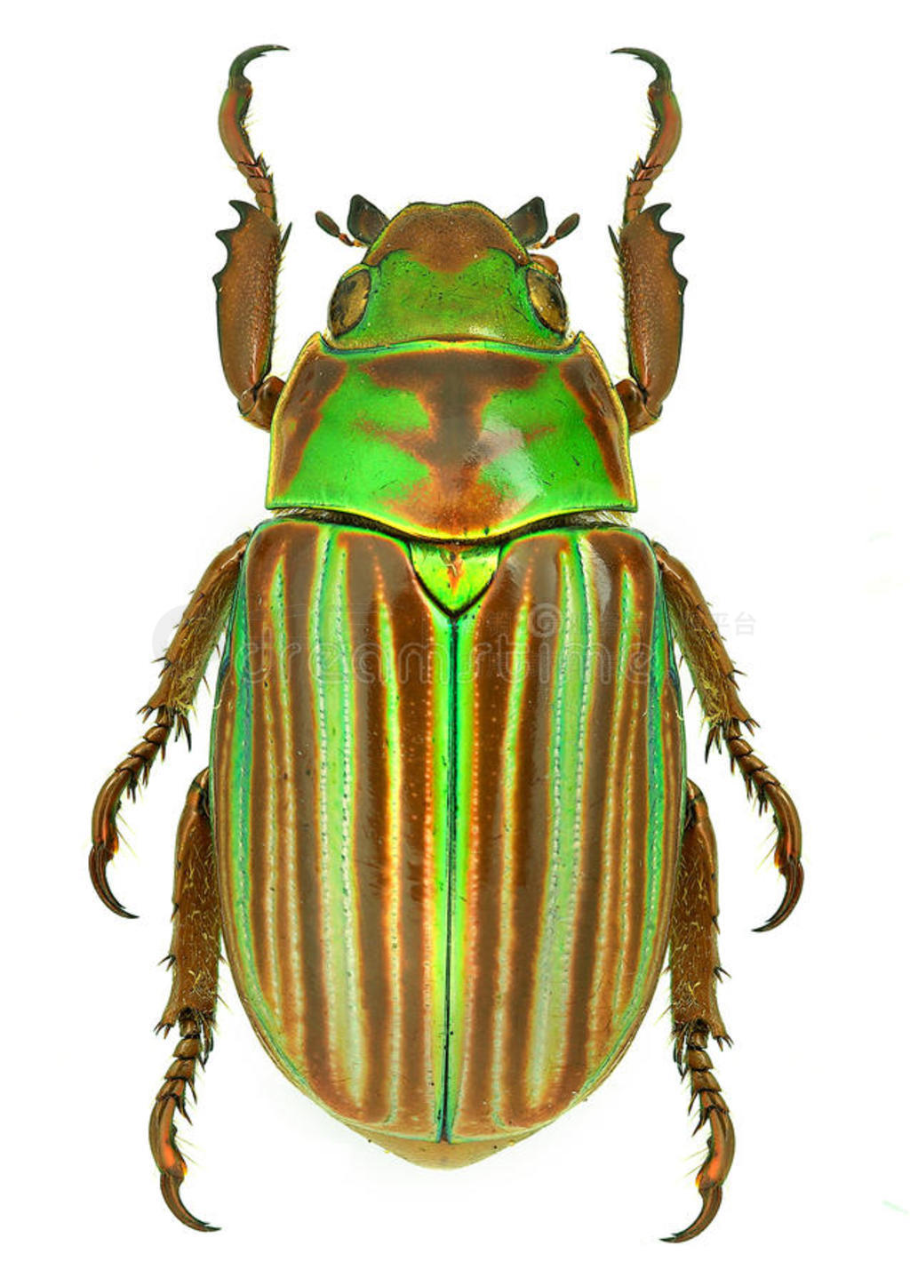 来自墨西哥的宝石金龟子甲虫chrysina adelaida图片免费下载-5127061951-千图网Pro