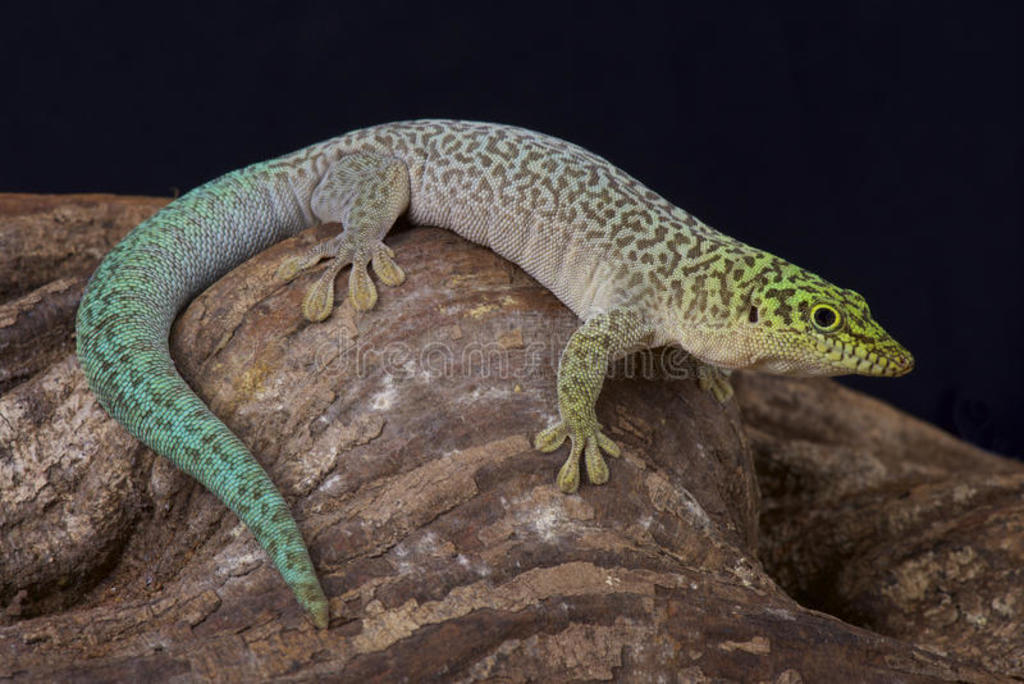 վձڻ/phelsuma standingi