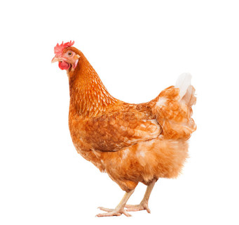 全身棕色鸡母鸡站立，孤立的白色背景，用于农场动物和牲畜主题
