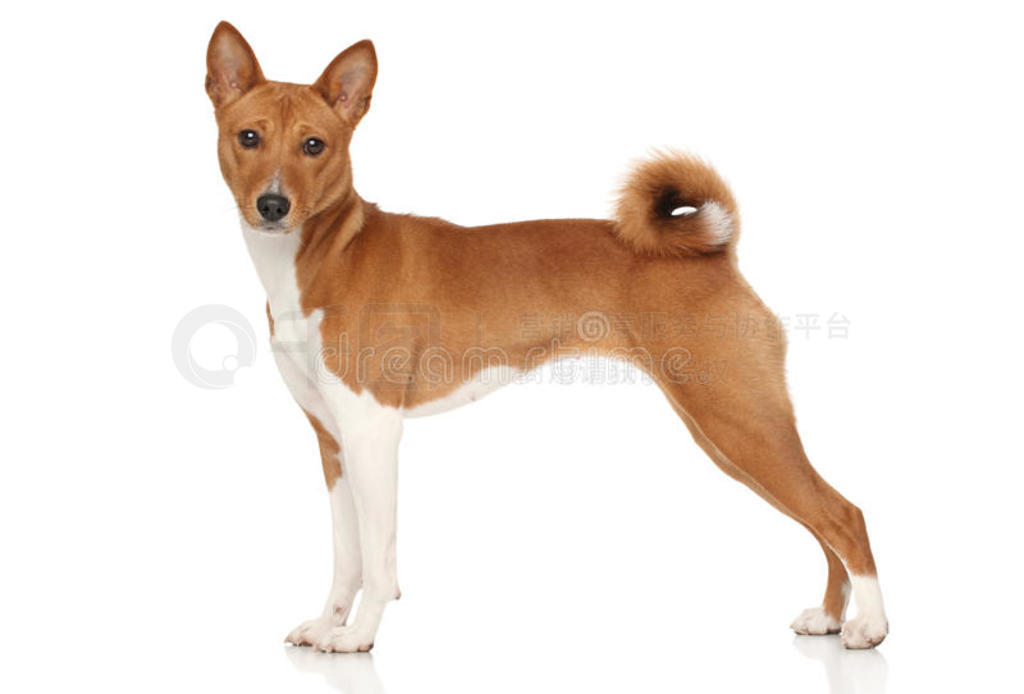 basenji