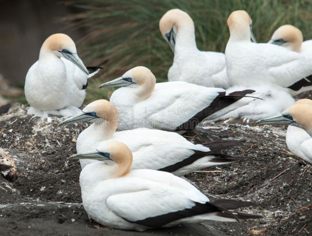 Muriwai̲Gannetֳ