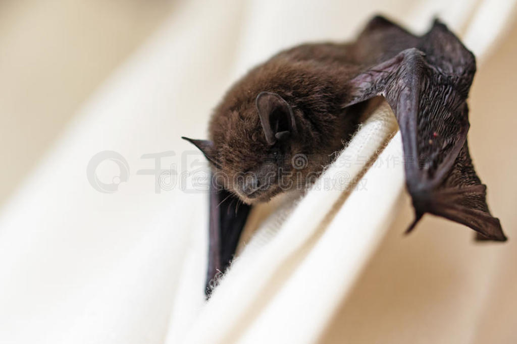 ͨ(PipistrellusPipistrellus)һֻС