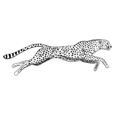 手绘的奔跑猎豹草图 矢量插图