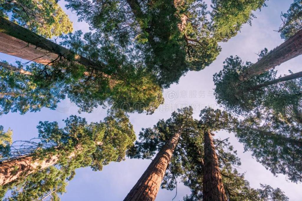 ӵһСֹSequoiһ,CһlһverһsStһt