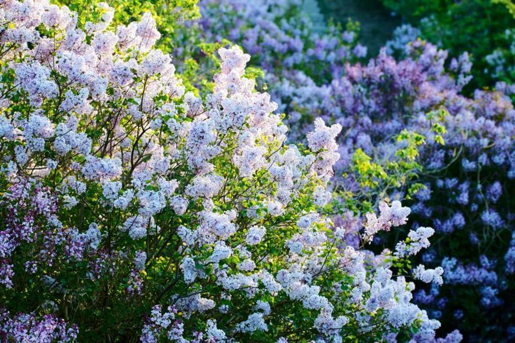 指已提到的人白色的丁香花属花采用花园