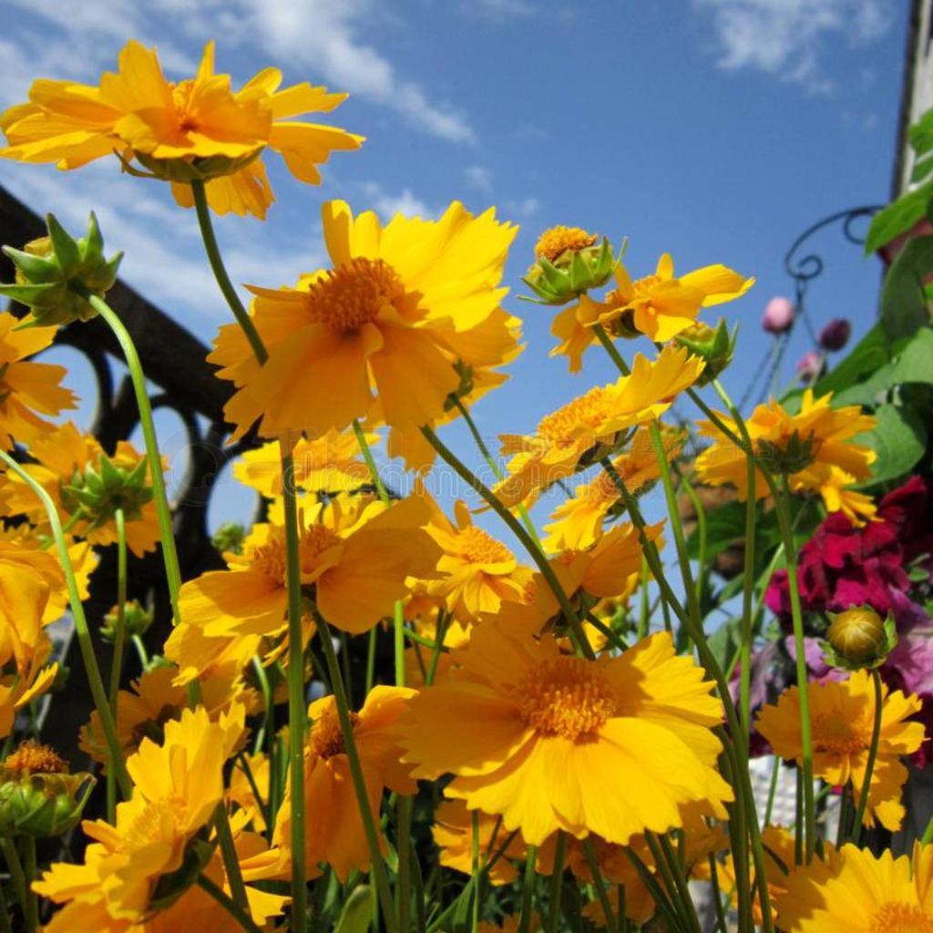 黄色的金鸡菊花采用阳台green采用g.明亮的小的garden花园