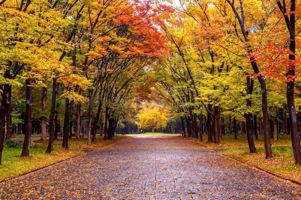 富有色彩的植物的叶子采用秋公园.秋季