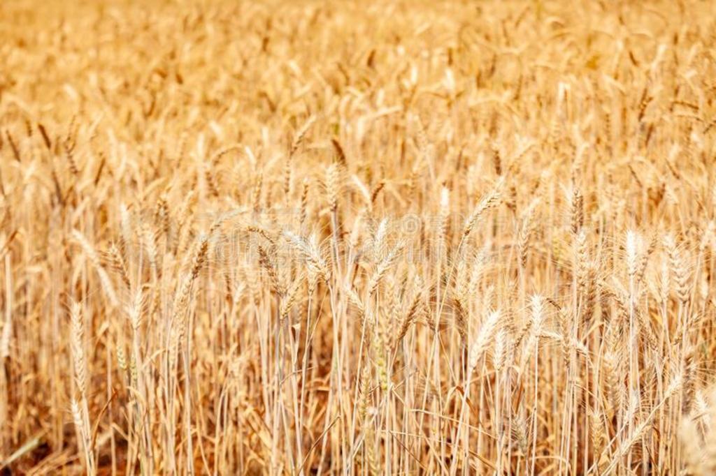 金色的小麦大麦田采用和煦的：照到阳光的一天