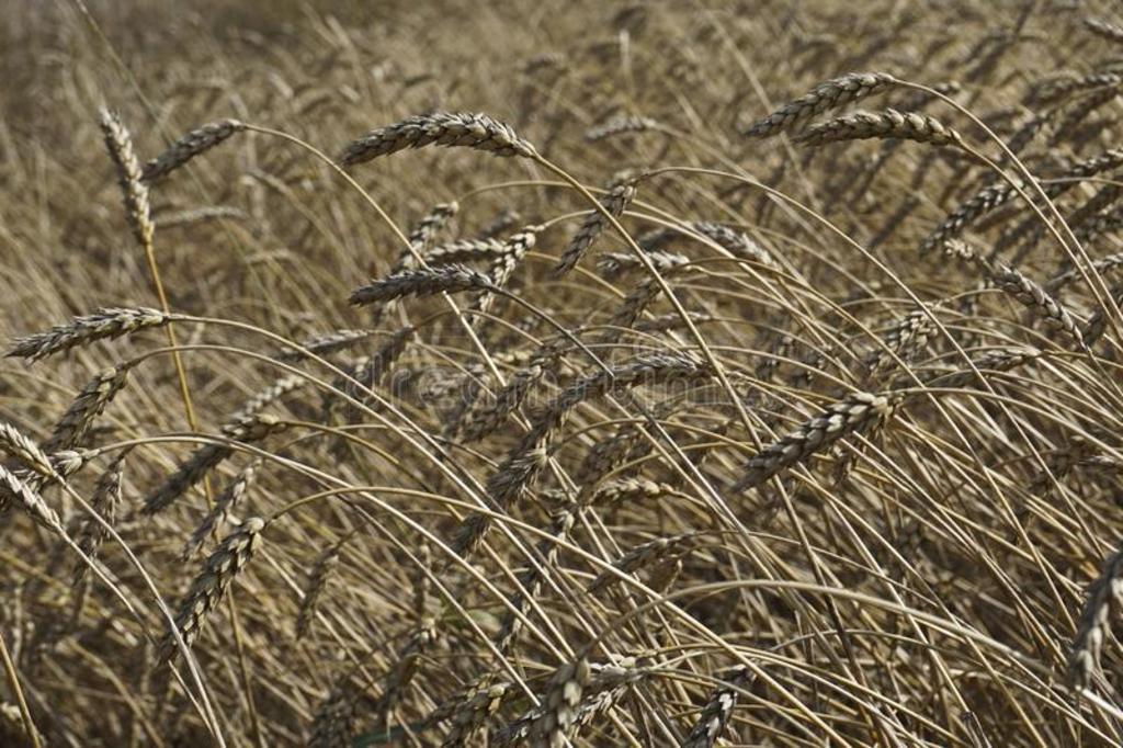成熟的弯曲的耳关于小麦和天