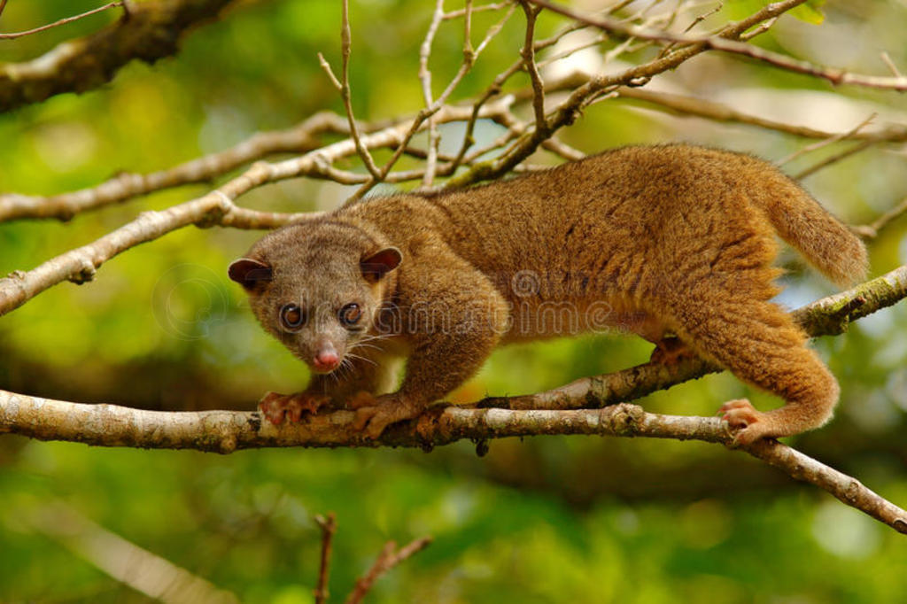 KINKAJOU,˹Ƶ,ع߶ָᵽȻɭϰ