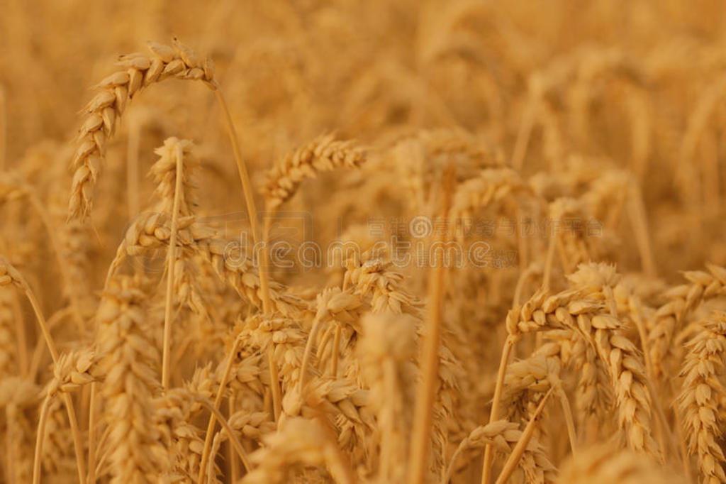 田关于小麦