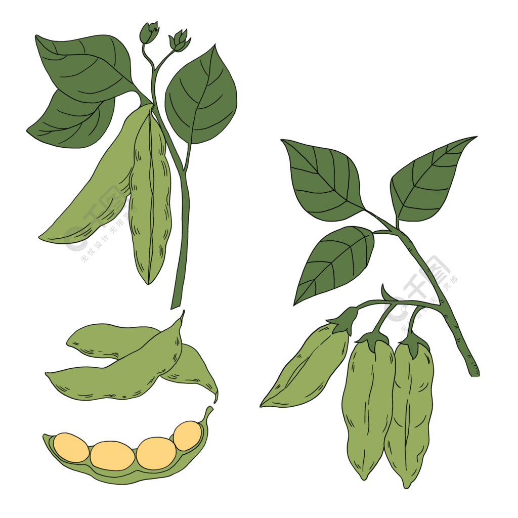 大豆手繪豌豆卡通png植物素材