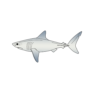 简约卡通手绘线稿鼠鲨大西洋鲭鲨
